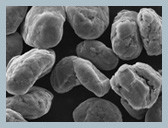 Materiale sferico dell'anodo della grafite di BPP per la batteria al litio