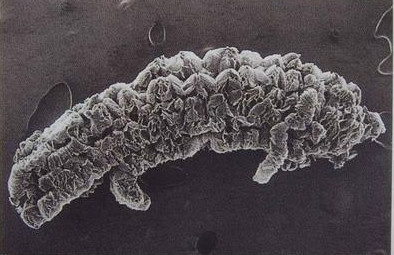 80 Mesh Expandable Graphite Powder 0,5% grafiti in espansione esfoliate umidità